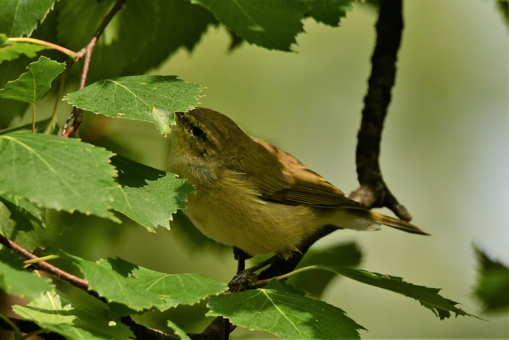Chiffchaff BirdForum