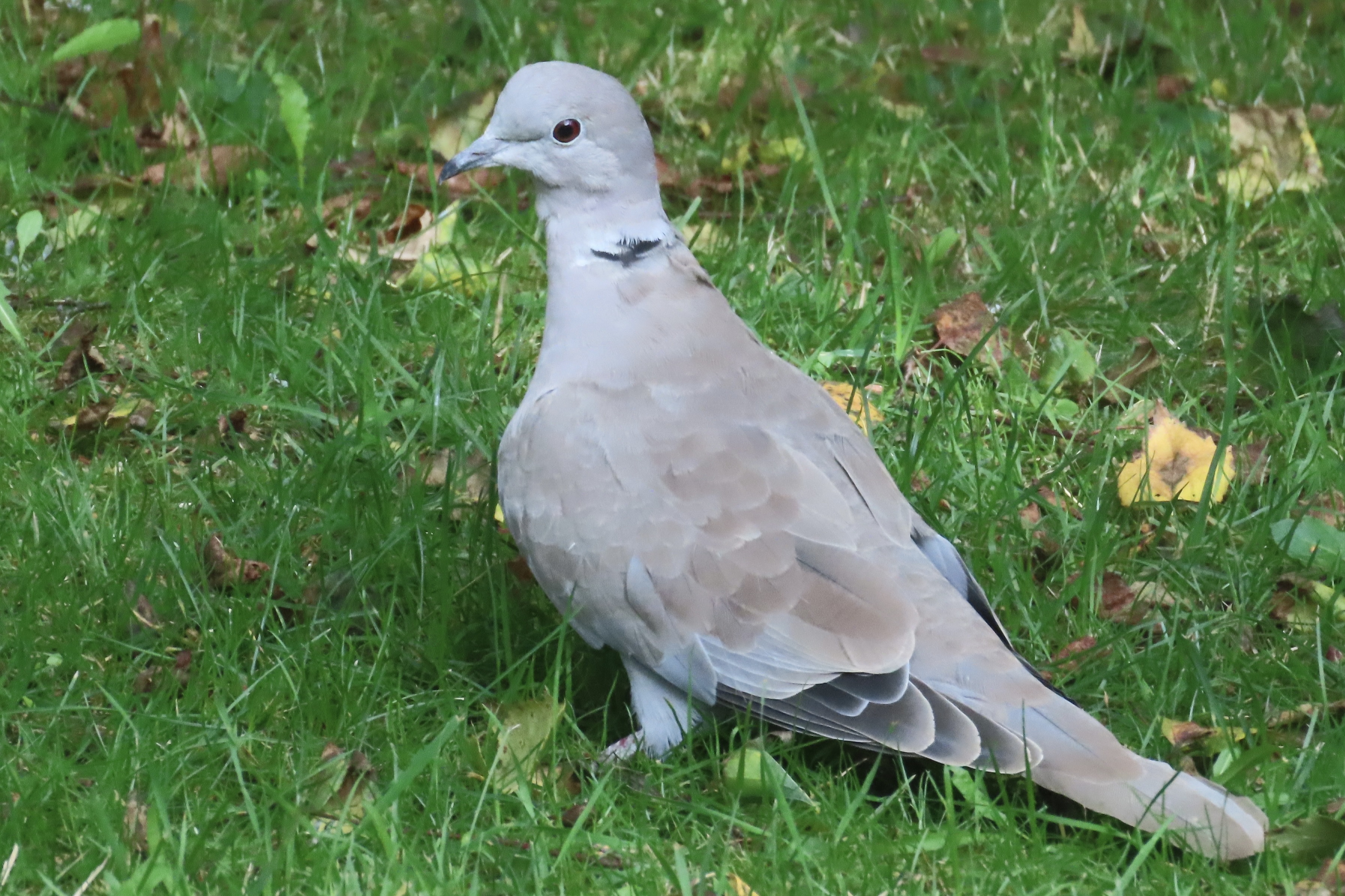 Collared Dove BirdForum