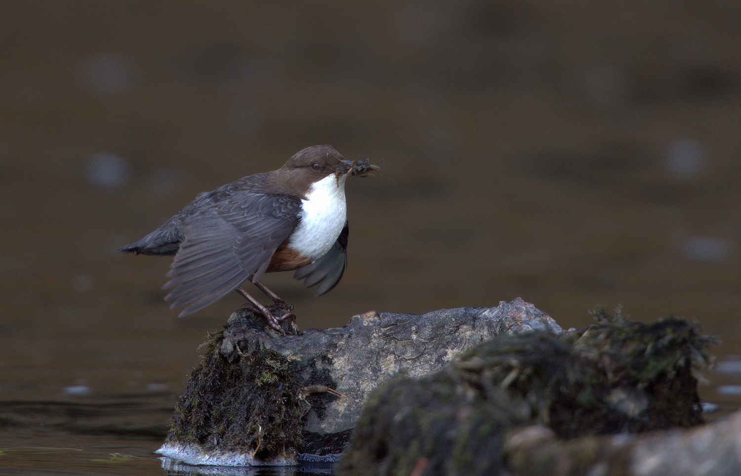 Dipper. BirdForum