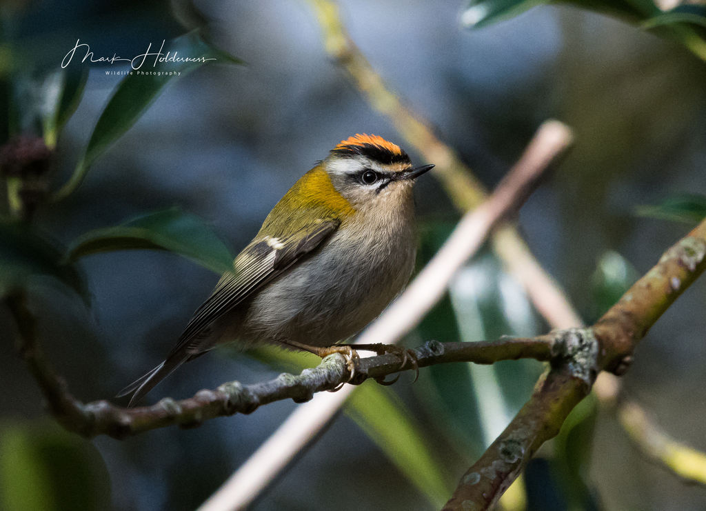 Firecrest BirdForum