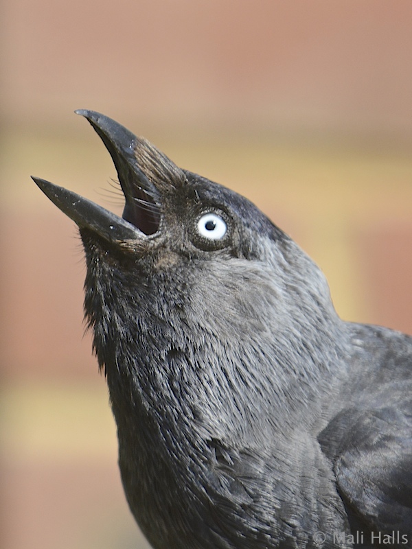 Jackdaw BirdForum