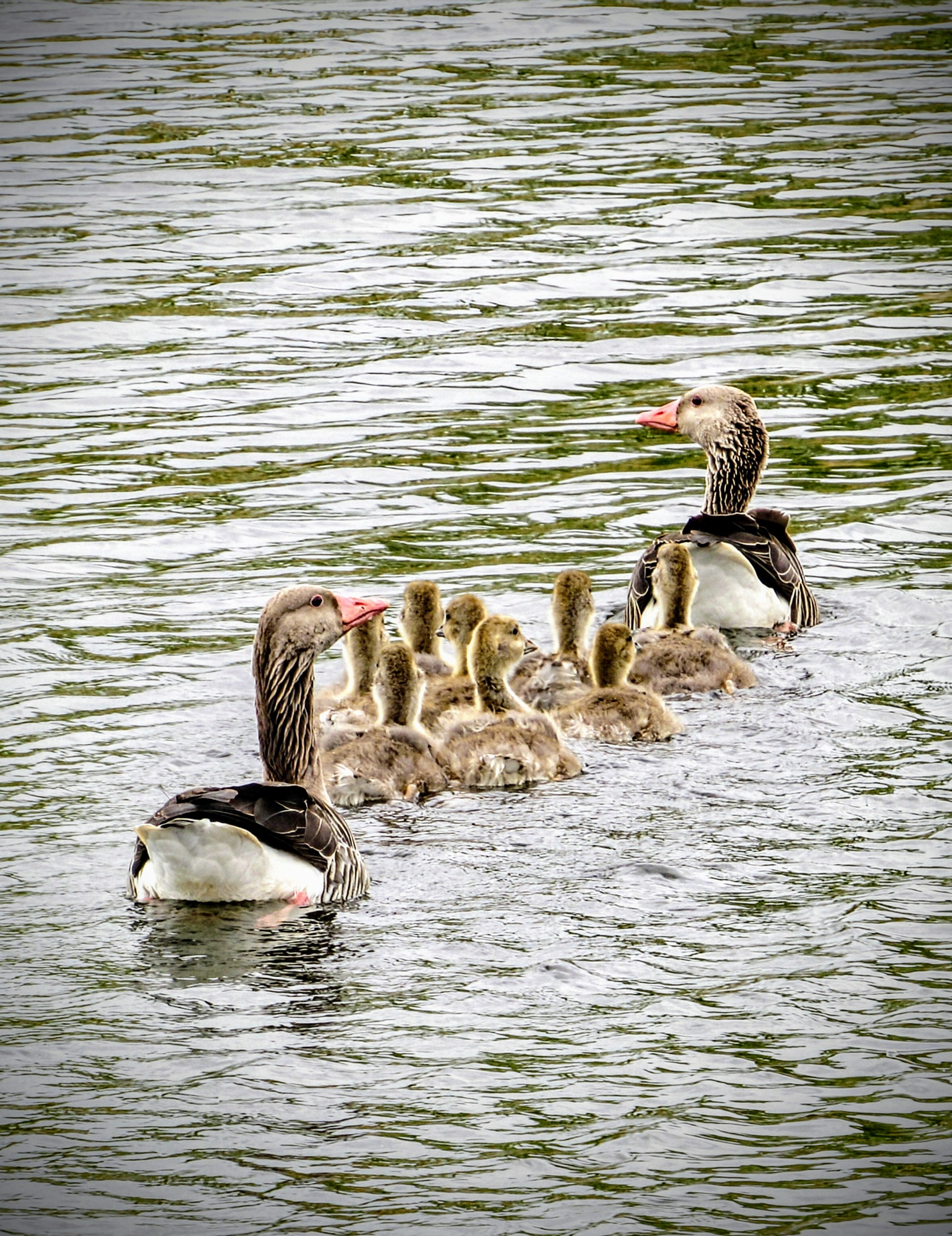 Literally escorting. | BirdForum