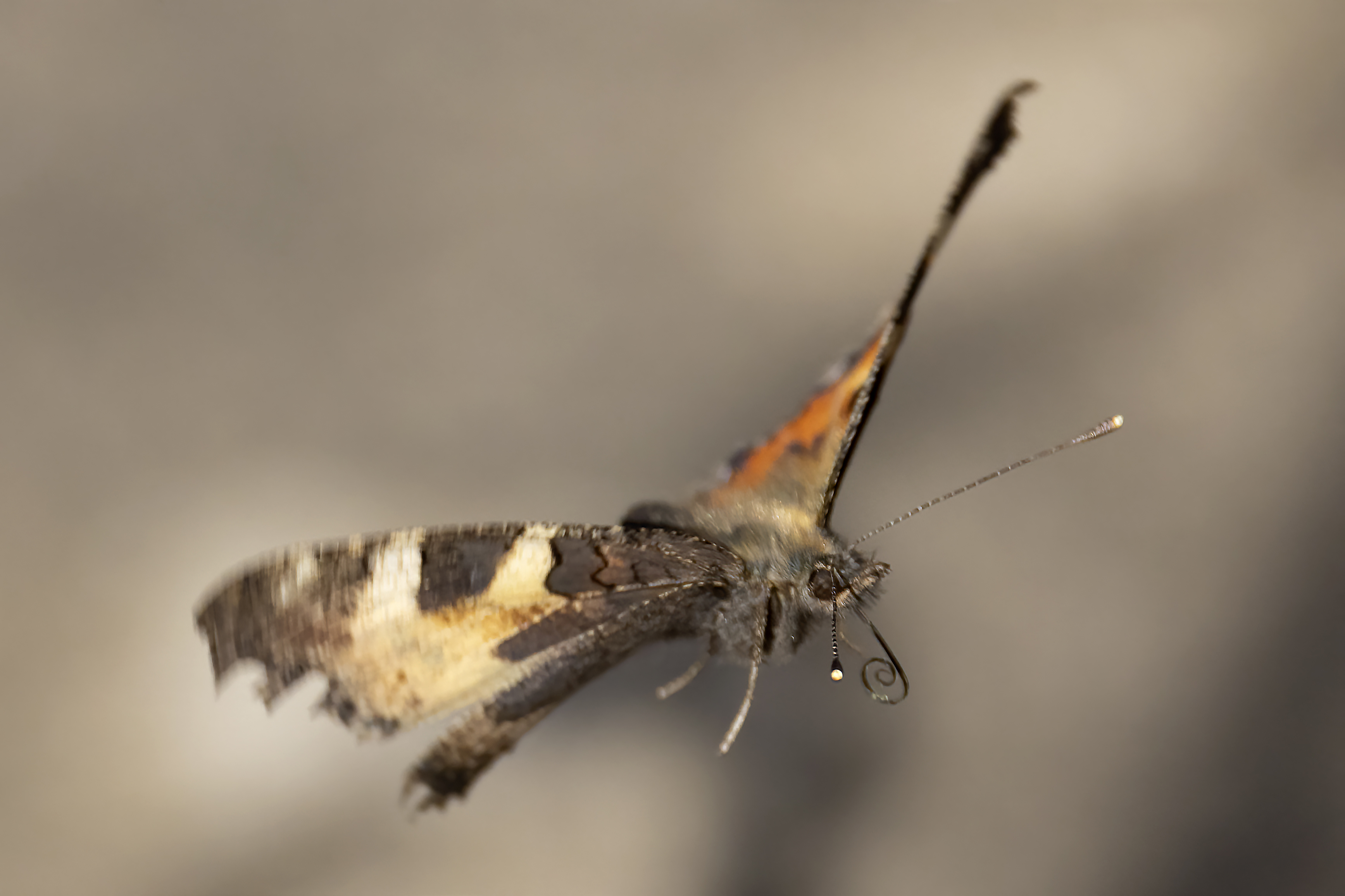 Small Tortoiseshell BirdForum