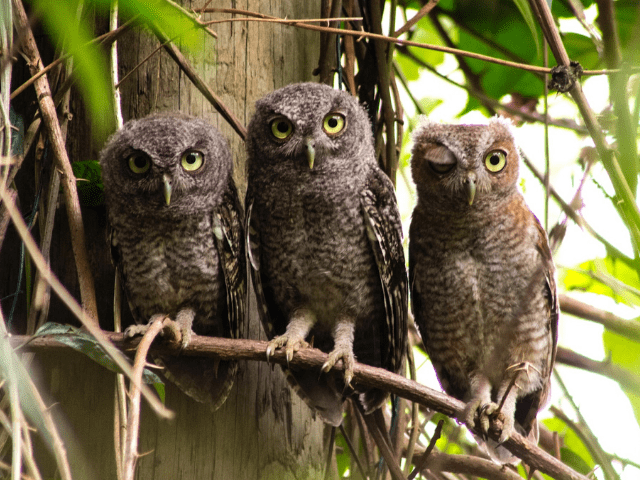 Michigan Owls Identification & Guide In Locating Them