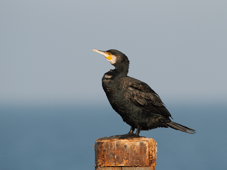 Great Cormorant (Phalacrocorax carbo) Birdingplaces