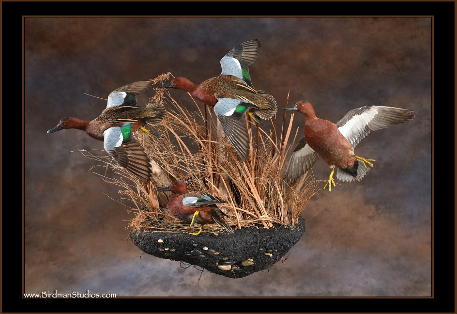 Stunning Cinnamon Teal Mounts Waterfowl Taxidermy Quality