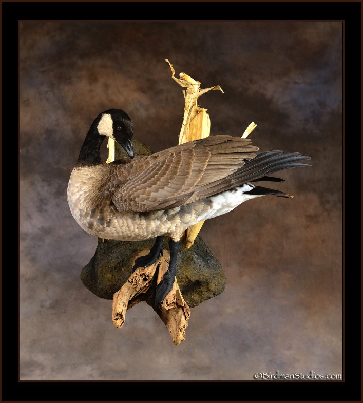 Canada Goose Mounts Waterfowl Exceptional Quality