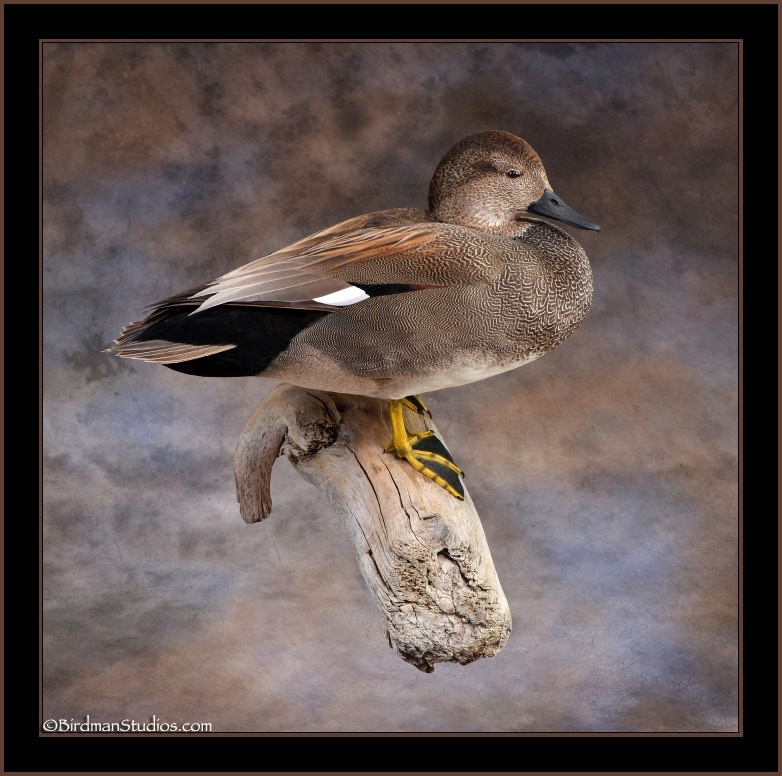 Stunning Gadwall Mounts Waterfowl Taxidermy Quality
