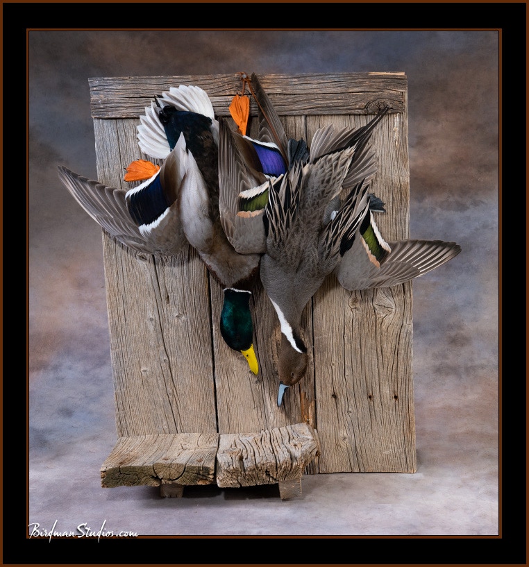 The Stunning Dead Mounts and Shadow Boxes Exceptional Quality Birdman