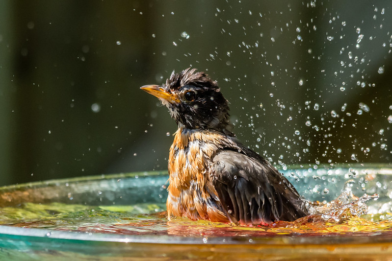 Birds Need Water in Summer BirdNote