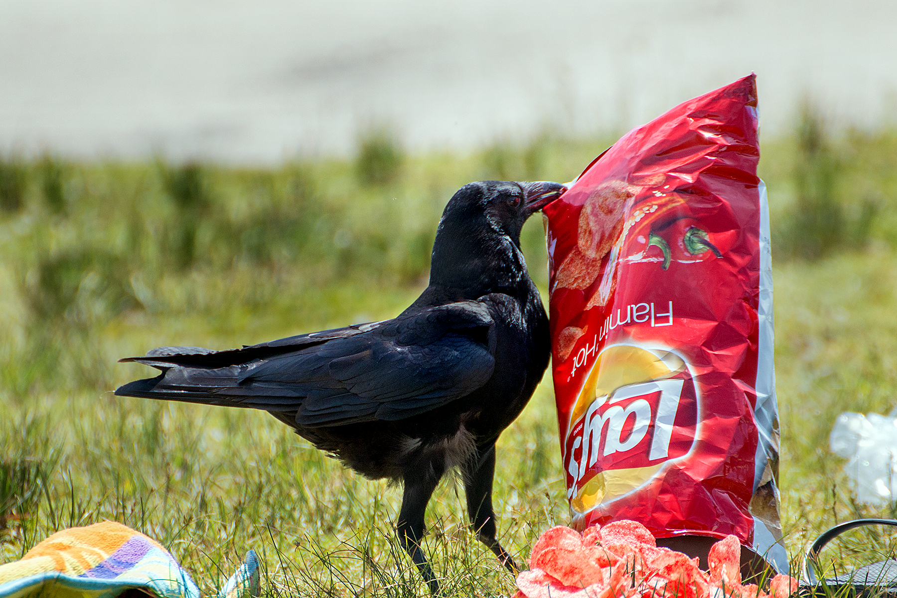 Crows and Chips BirdNote
