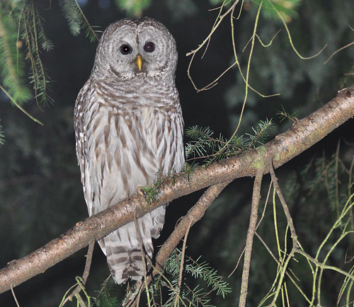 Types Of Owls In Washington State