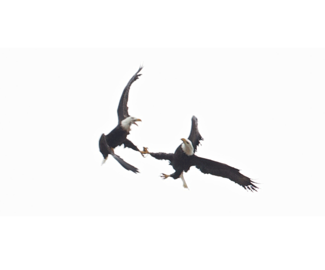 Bald Eagles Falling from the Sky! BirdNote