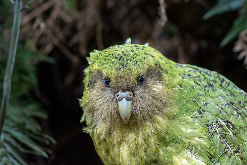 Kakapo / KakapÅ Recovery Programme Meridian Energy After