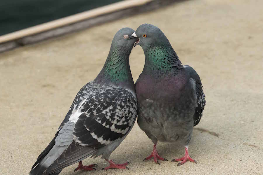 Love Among the Pigeons BirdNote