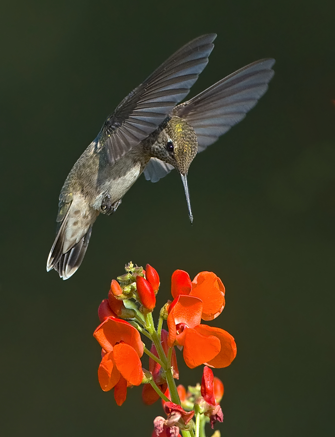 Anna's Hummingbirds Winter in the North BirdNote