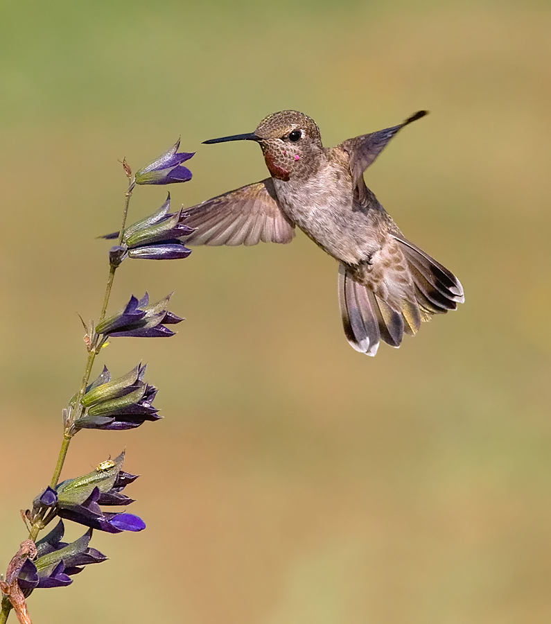 Anna's Hummingbirds Winter in the North BirdNote