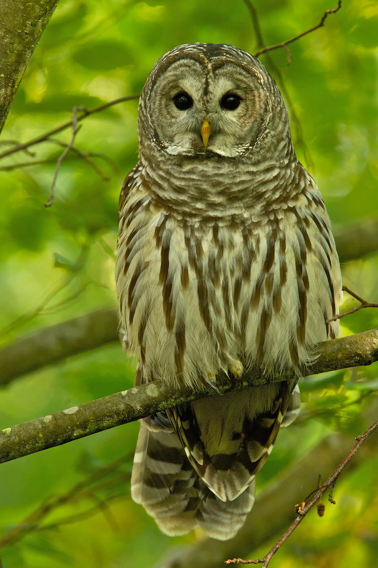 The Barred Owl Calls BirdNote
