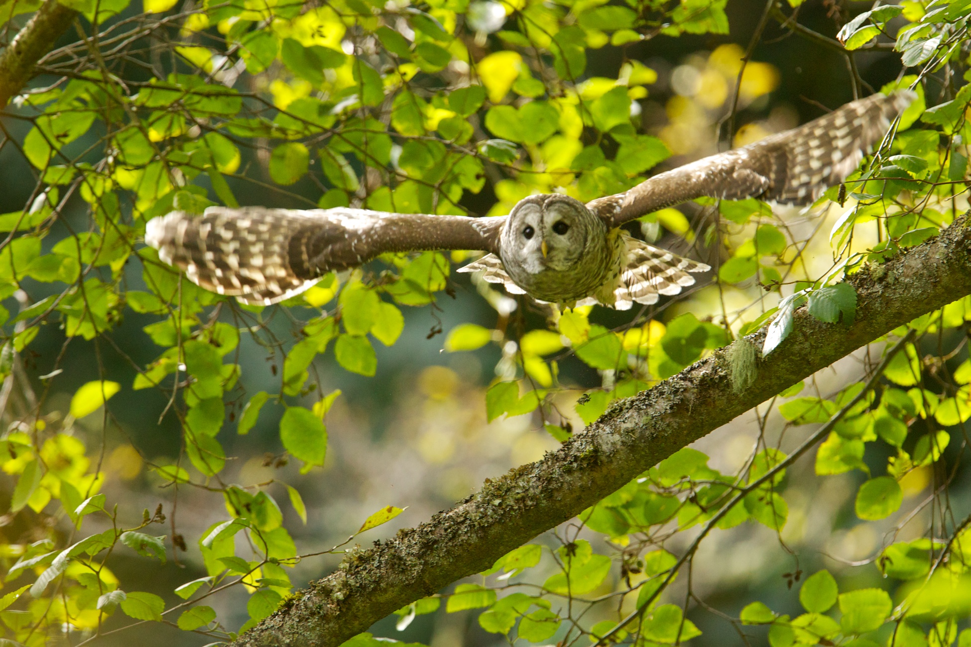 The Barred Owl Calls BirdNote