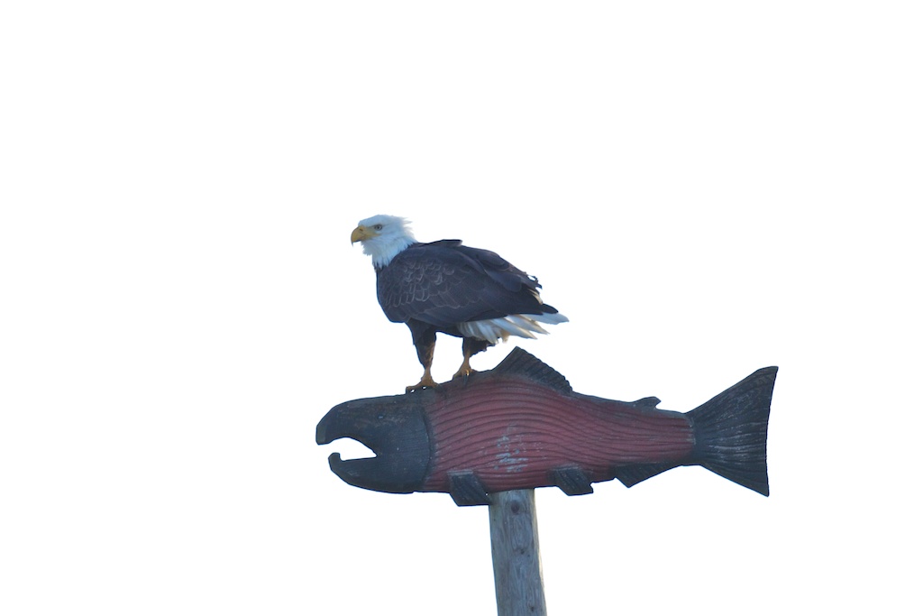 Baby Bald Eagles BirdNote