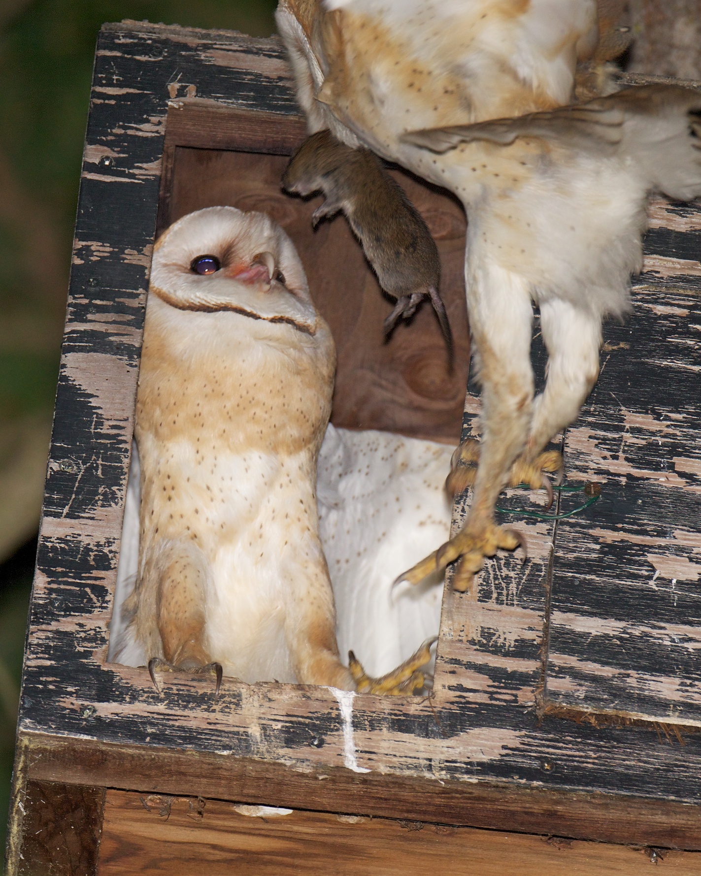 Barn Owls Let You Know BirdNote