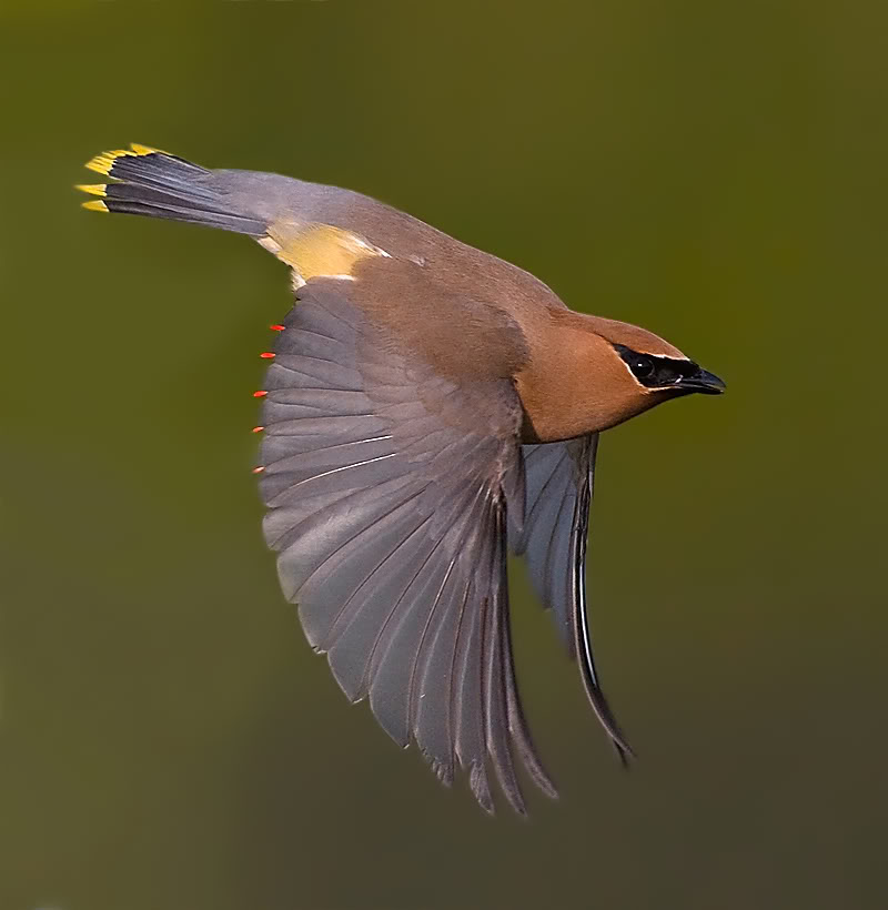 Cedar Waxwings Sleek and Handsome BirdNote