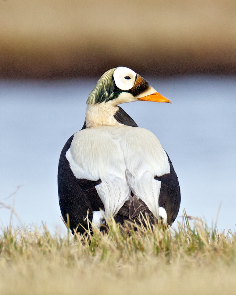 Spectacled Eiders Dive in the Ice in Winter BirdNote