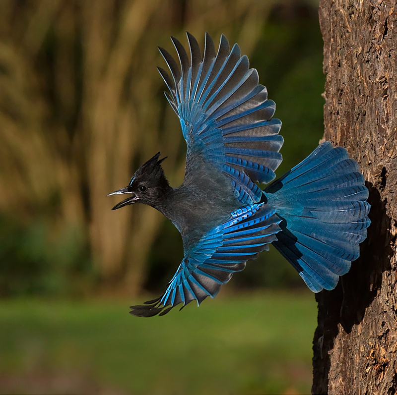 How the Steller's Jay Got Its Crest BirdNote