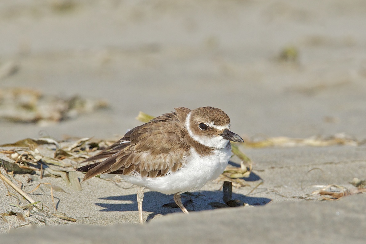 Wilson's Plover BirdNote
