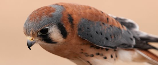 Standardized 4 and 6letter Bird Species (“Alpha“) Codes