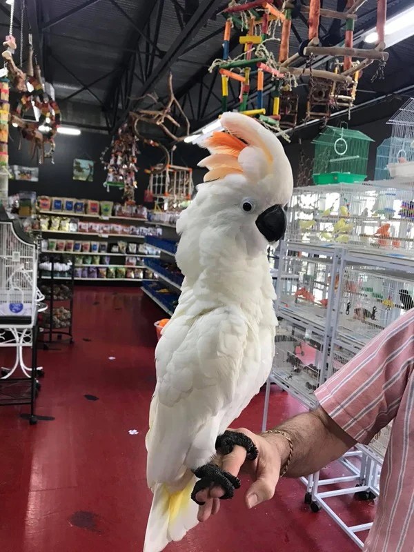 Moluccan Cockatoo For Sale