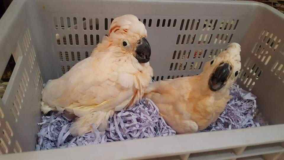 Moluccan Cockatoo For Sale