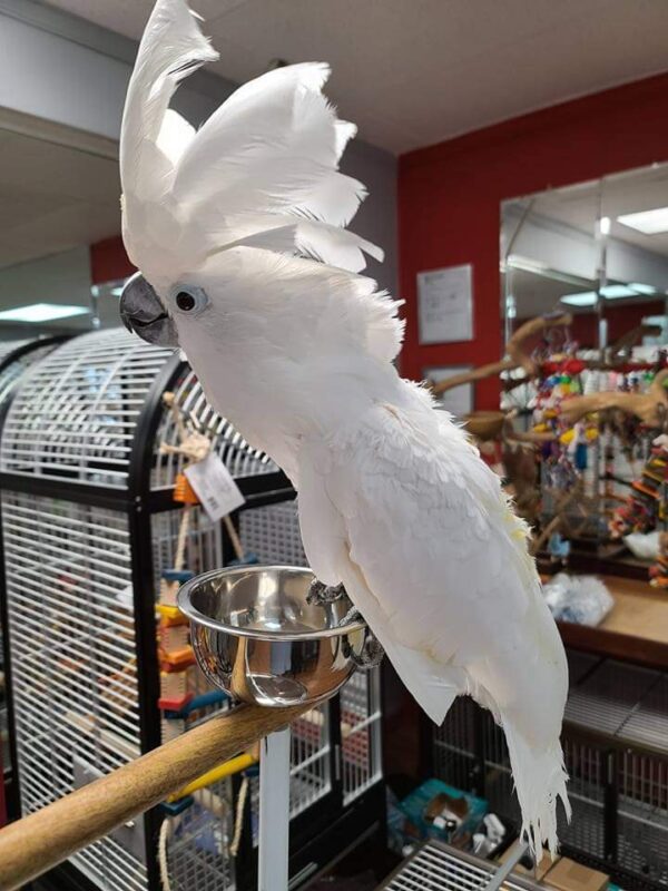 Umbrella Cockatoo For Sale