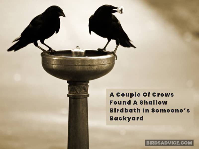 What Does It Mean When Crows Gather Around Your House?