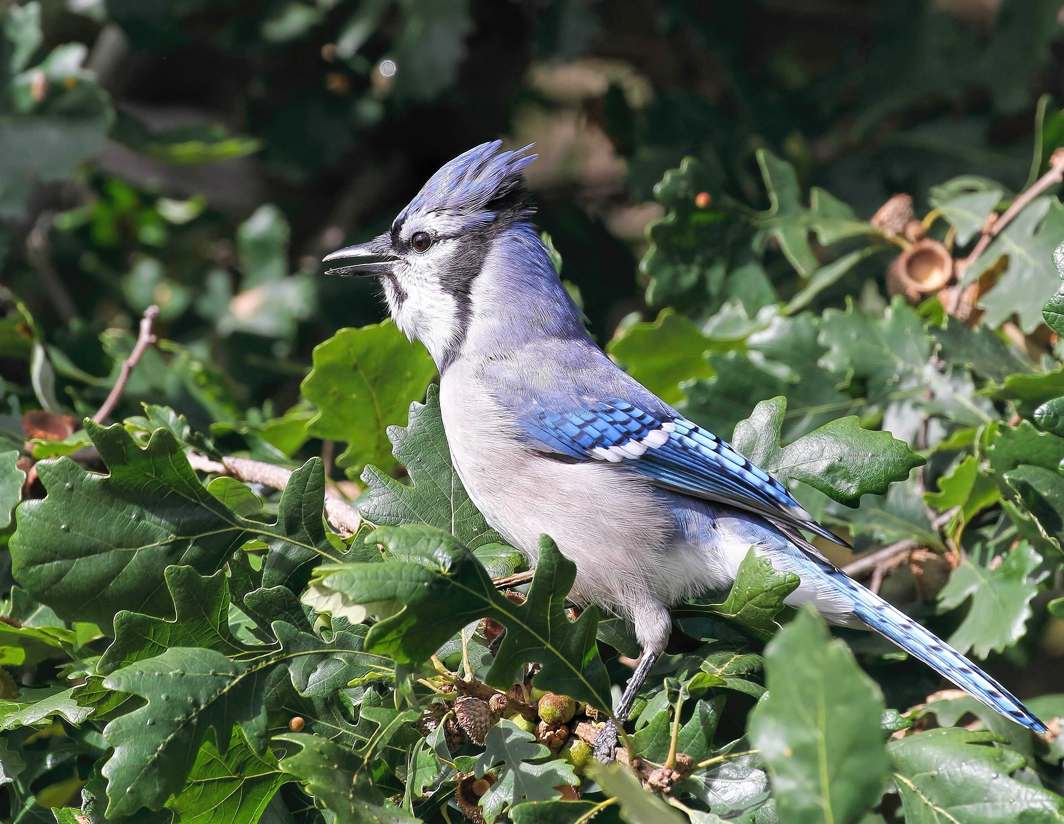 Blue Jay Birds and Blooms
