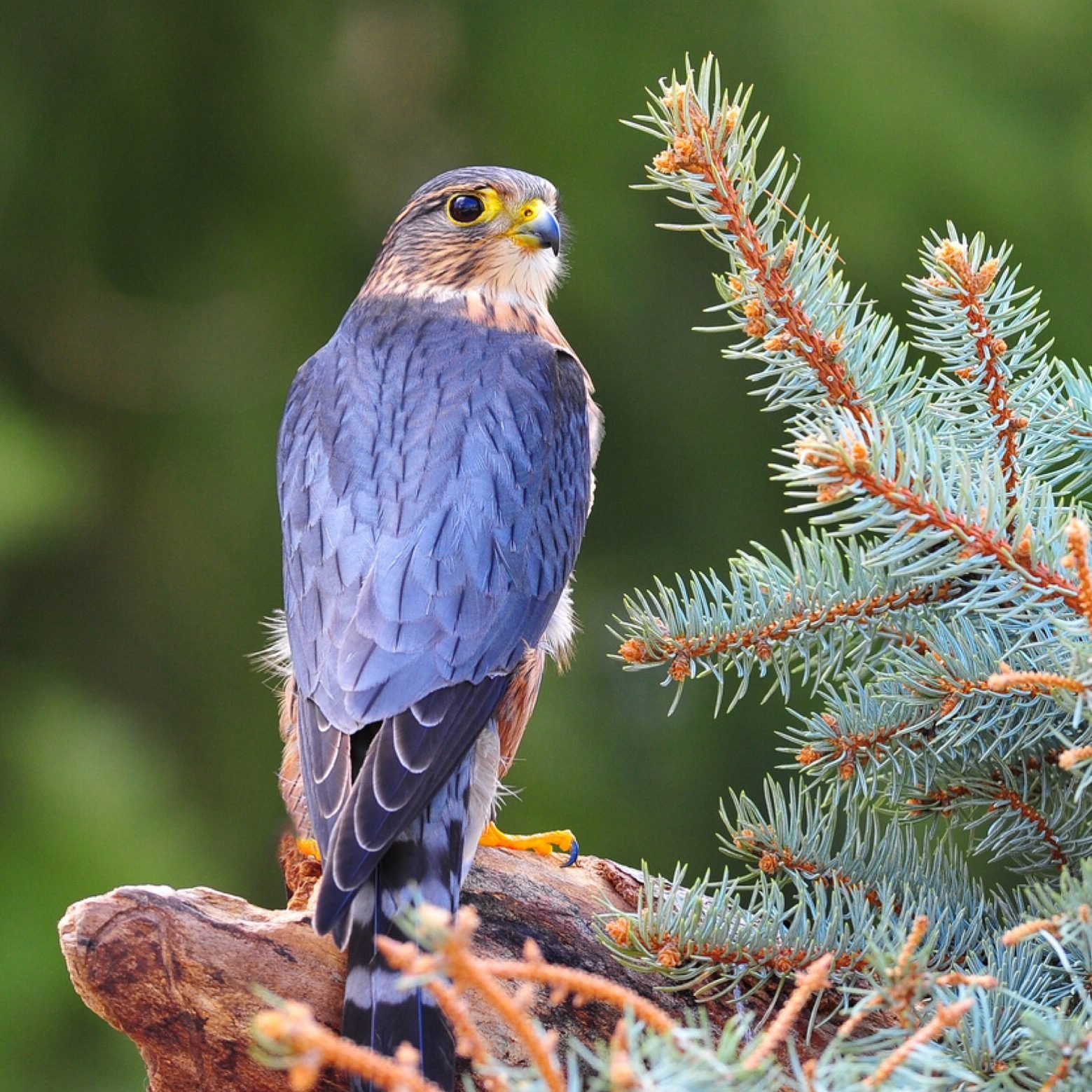 Merlin Falcon Birds and Blooms