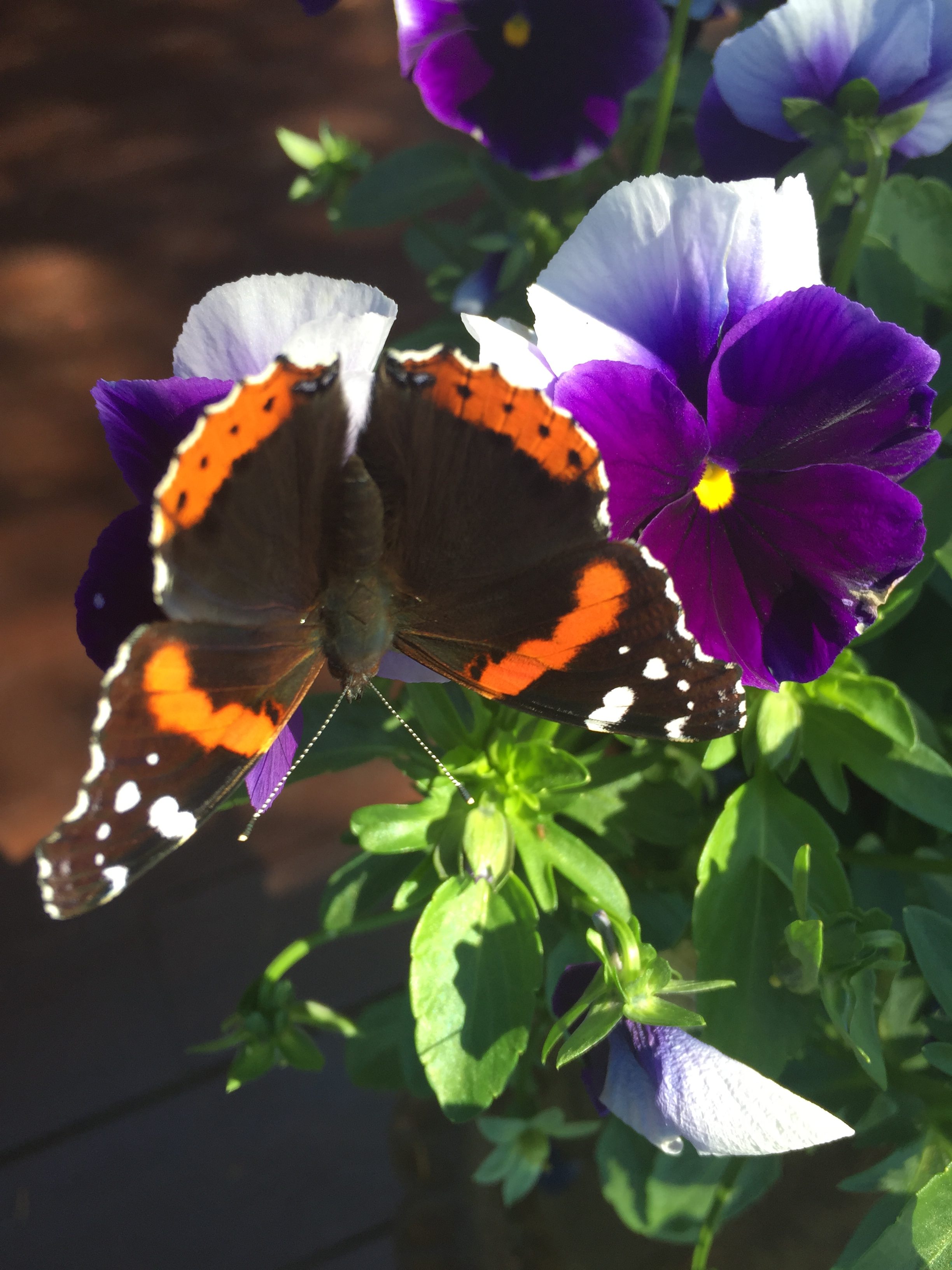 Buttery on pansies Birds and Blooms