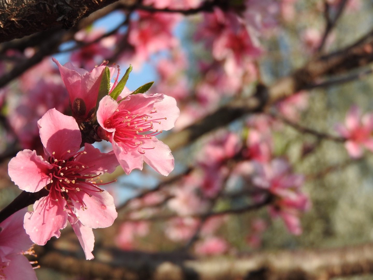 Nectarine blossoms Birds and Blooms