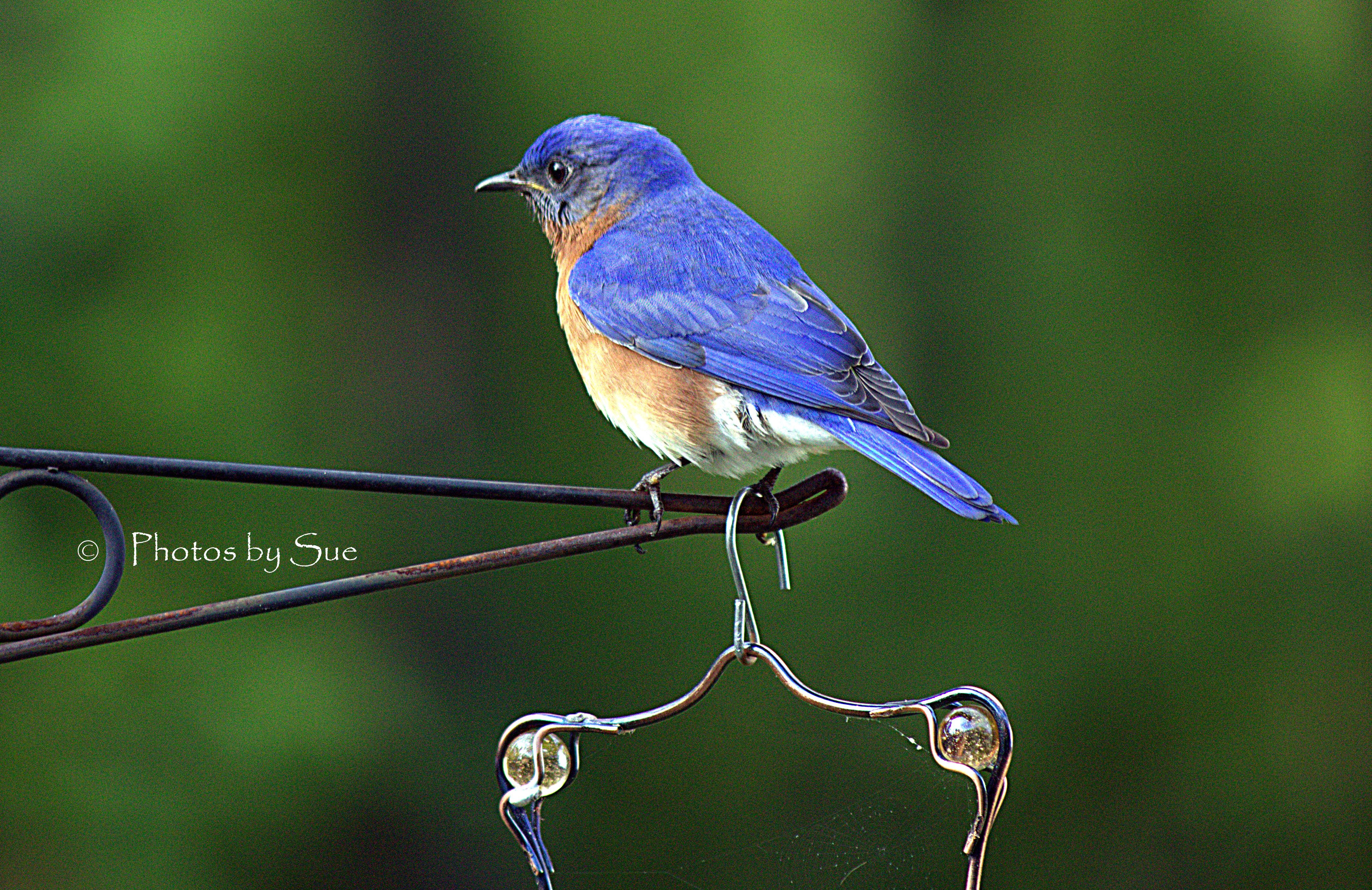 Male Eastern Bluebird Birds and Blooms