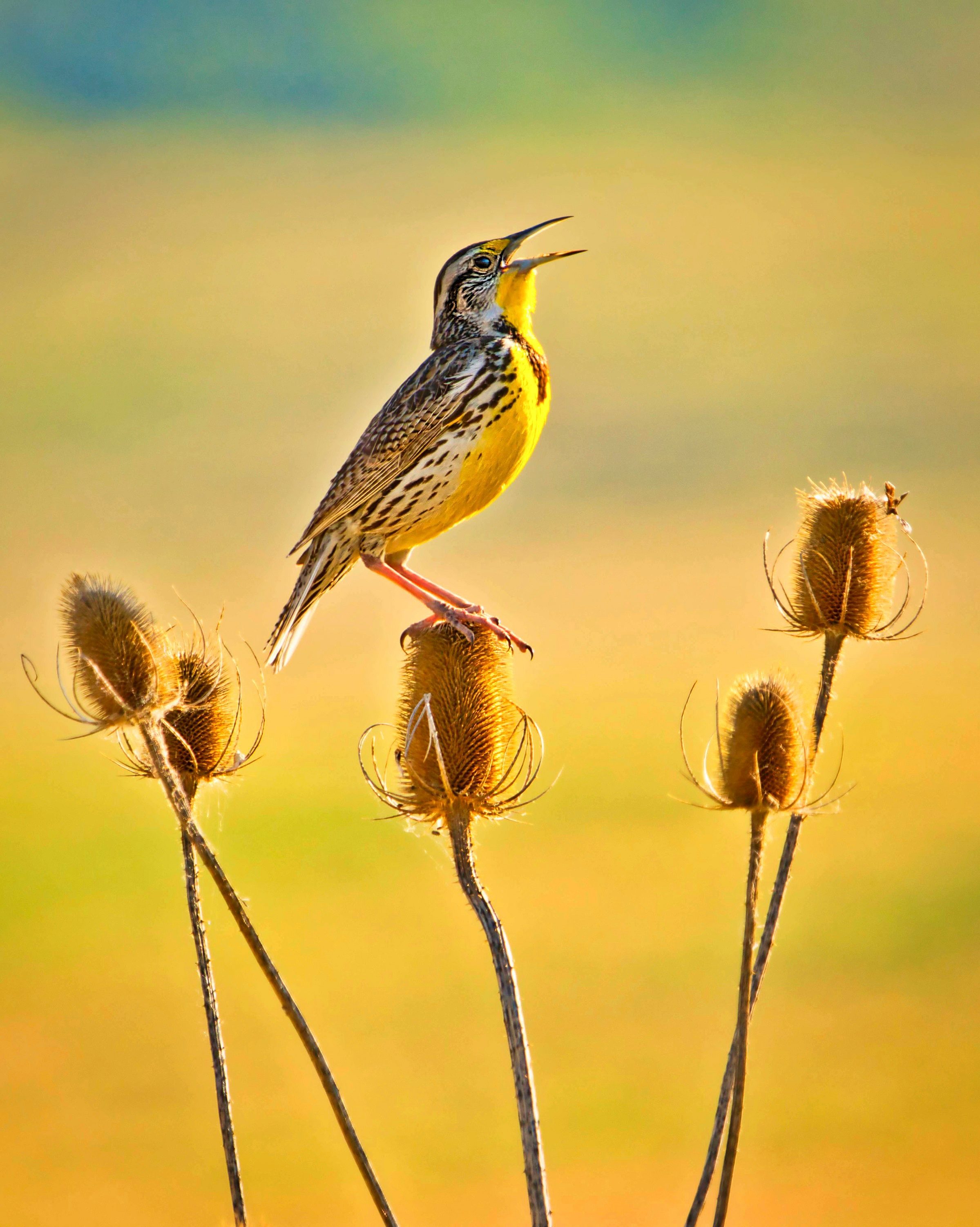 2019 Backyard Photo Contest Voting Birds and Blooms