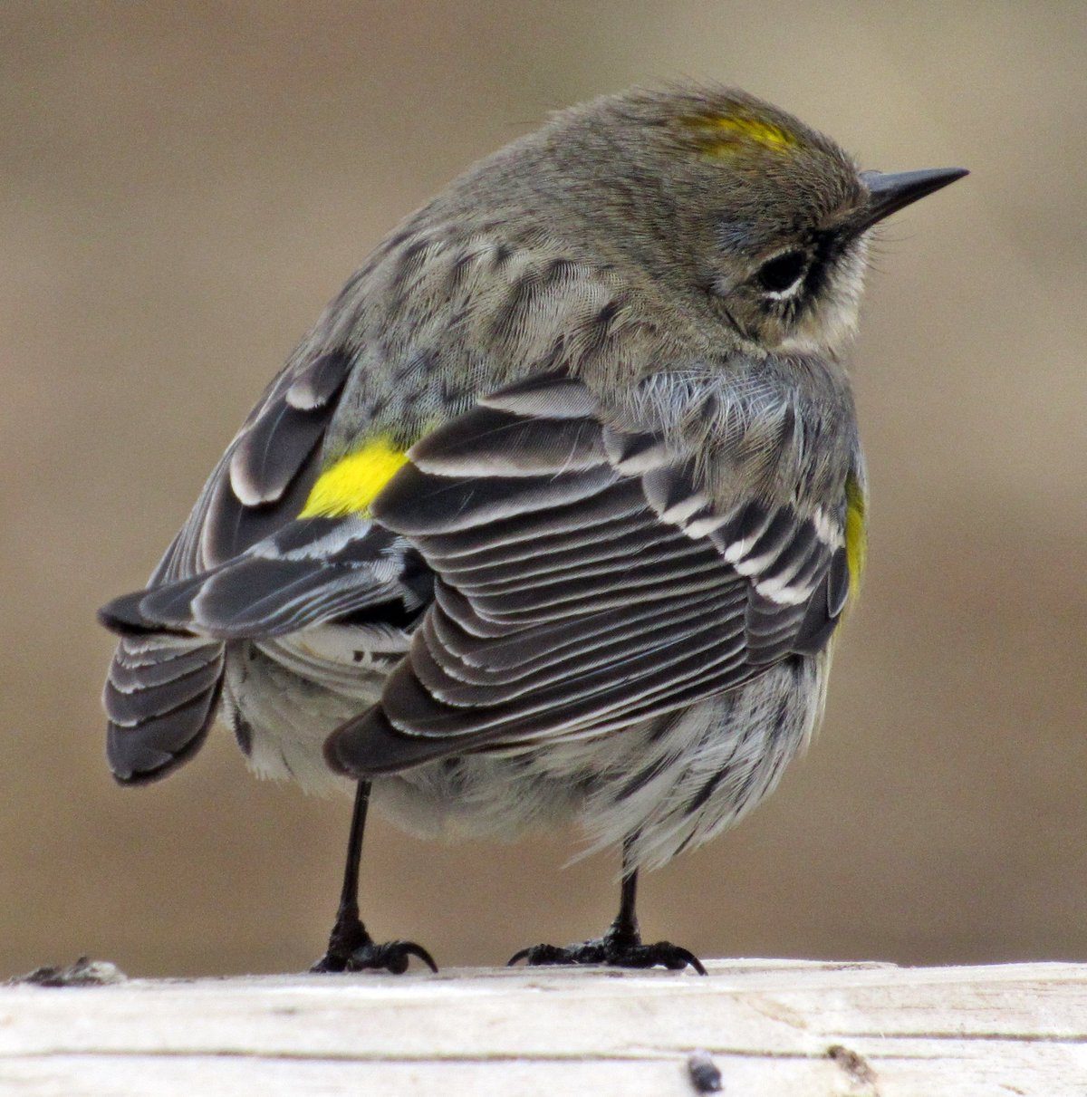 The Most Common Birds Found in North America Birds and Blooms