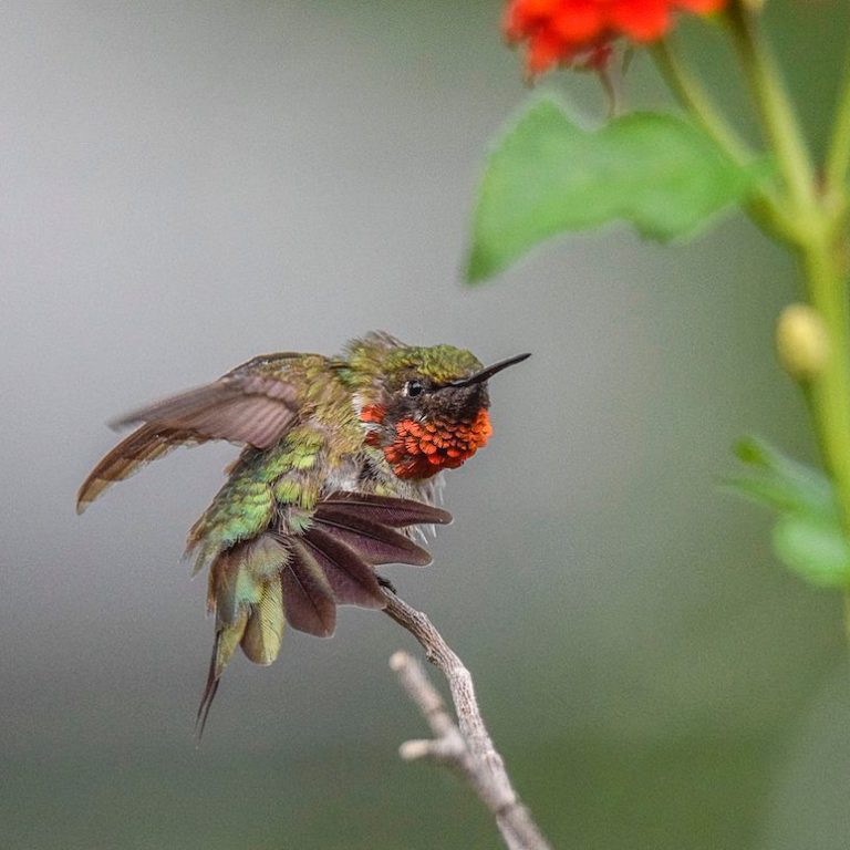 Attracting Hummingbirds Birds and Blooms