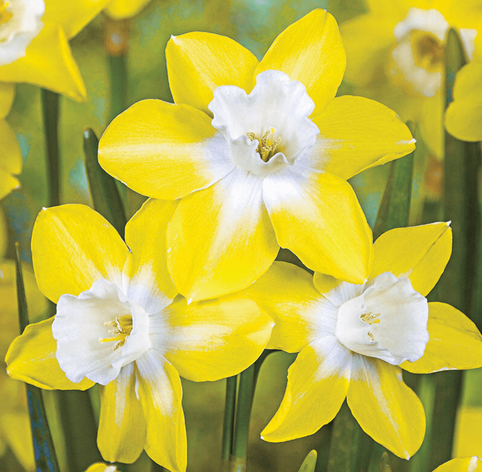 10 of the Best Daffodil Bulbs to Plant Birds and Blooms