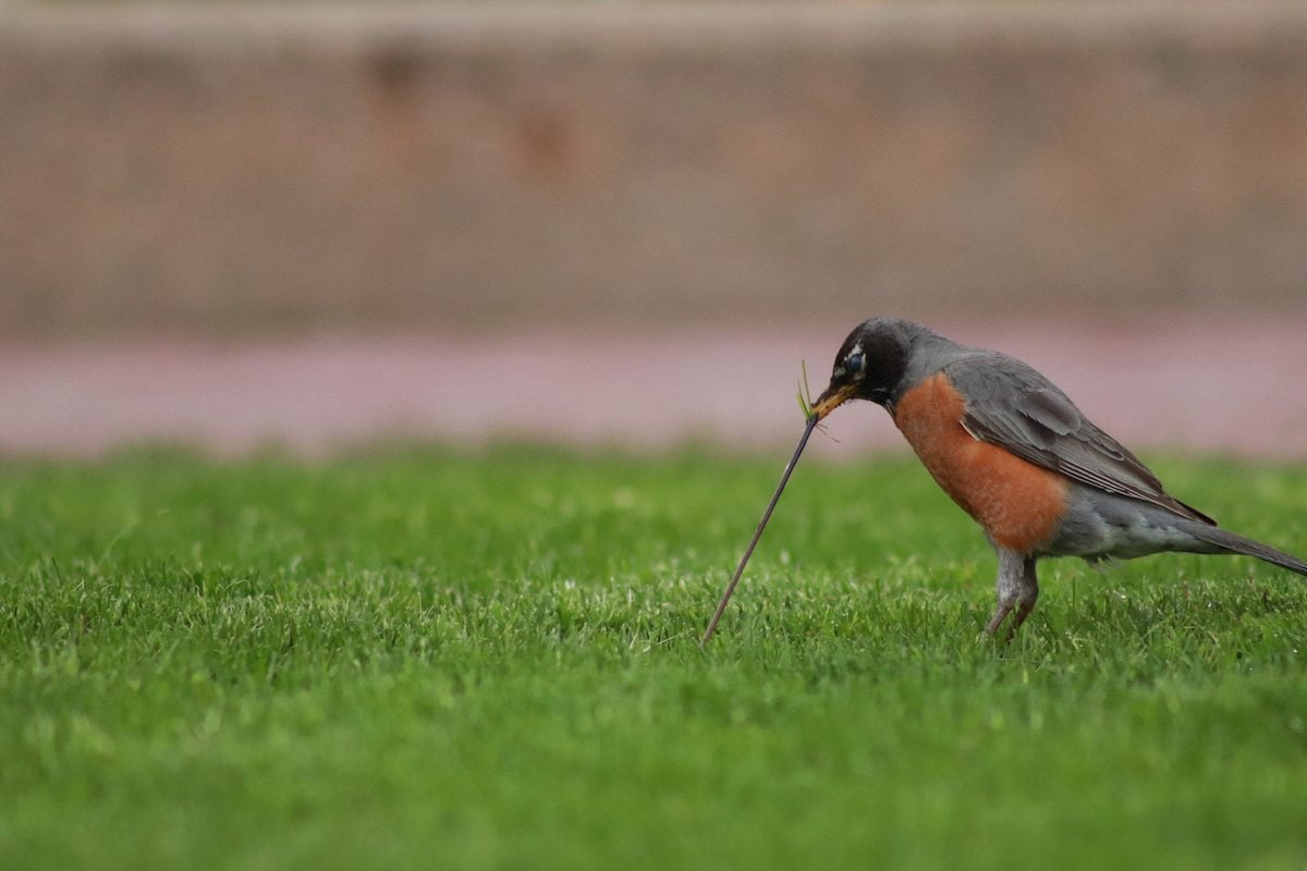 How Do American Robins Find Worms? Birds and Blooms
