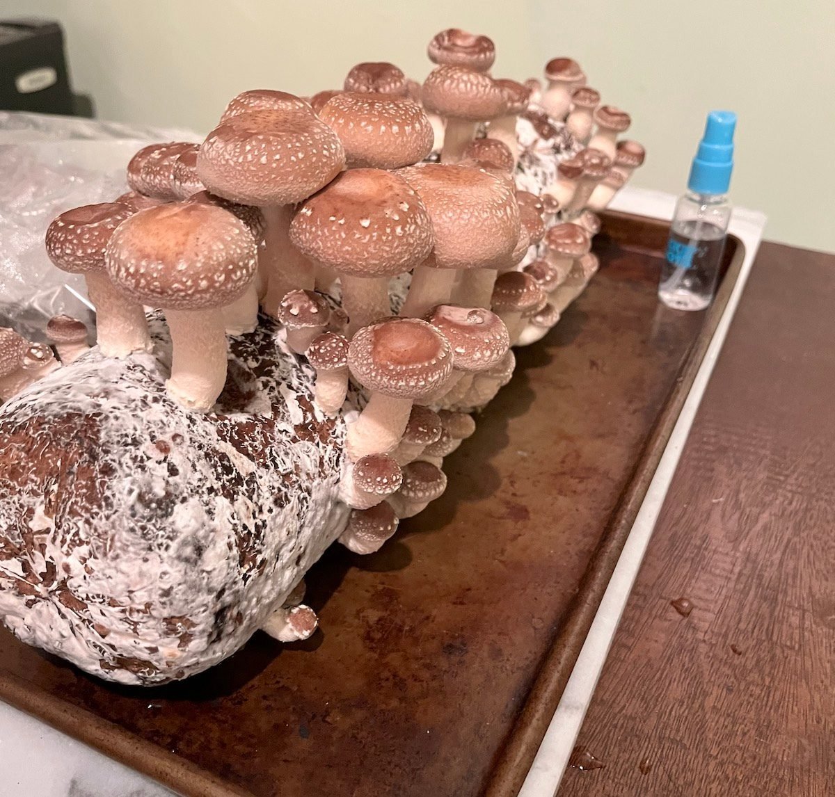 I Tried a Shiitake Mushroom Growing Kit Birds and Blooms