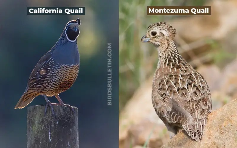9 Birds That Look Like California Quail Birds Bulletin
