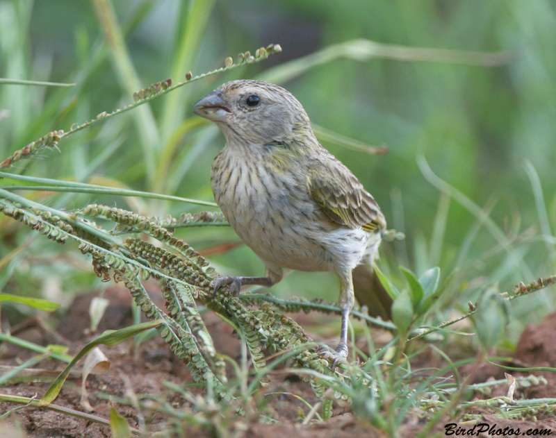 Birds of Ecuador Sicalis
