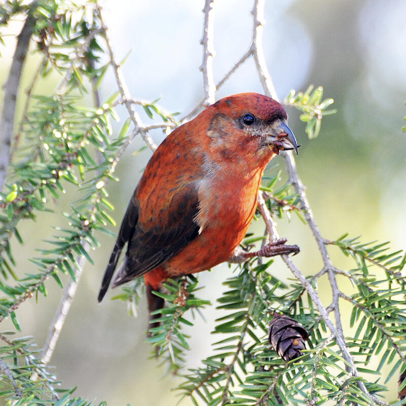 Birds Of Mexico Loxia
