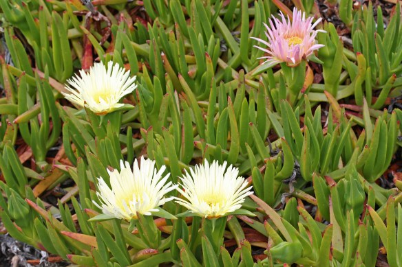 Hottentot fig at La Rosiere. Photo by Tim Wright