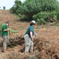 Manual bracken clearance. Photo by Colm Farrington